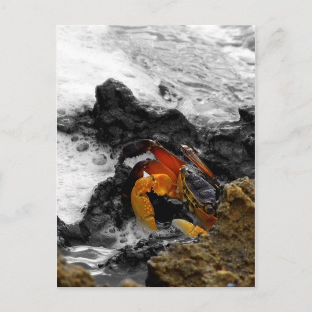 Fire in the sea postcard (Front)