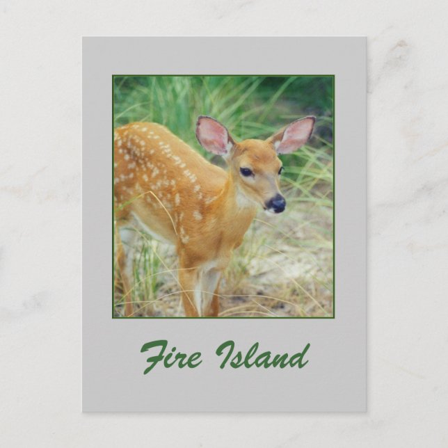 'Fire Island Fawn' Postcard (Front)