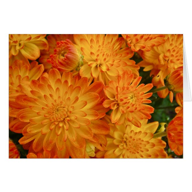 Fire Orange Chrysanthemums (Front Horizontal)