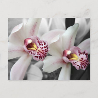 Fire Orchid Postcard