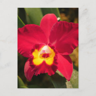 Fire Orchid Postcard