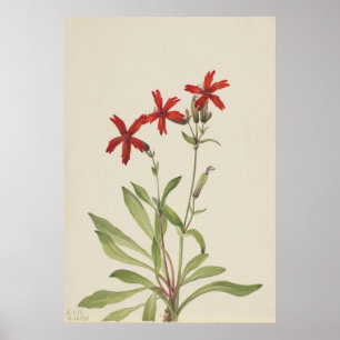 Fire Pink (Silene virginica) Poster