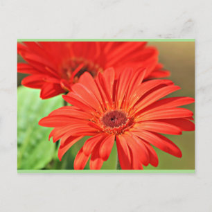 Fire Red Gerbera Daisy, colourful flower Postcard