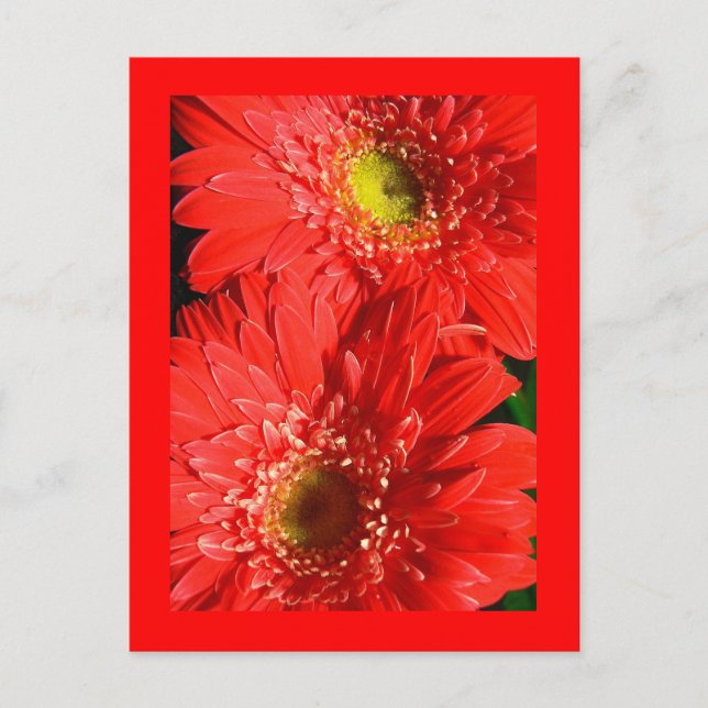 Fire Red Gerbera Postcard (Front)