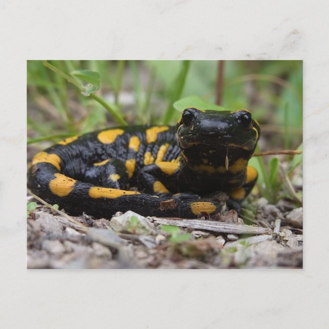 Fire Salamander Postcard (Front)