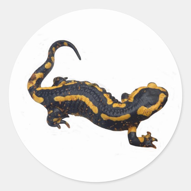 Fire Salamander Sticker (Front)