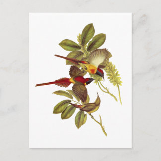 Fire-tailed Sunbird Postcard