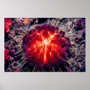 fire urchin poster