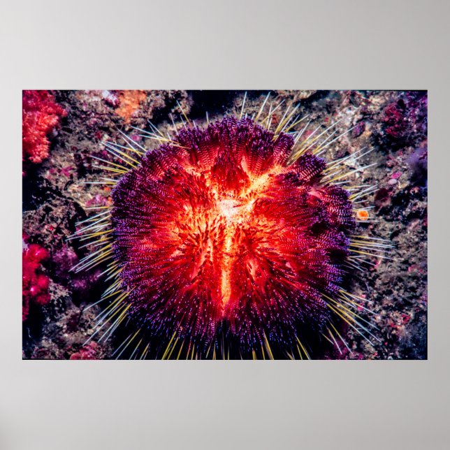 fire urchin poster (Front)