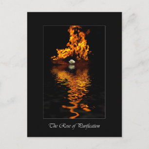 Fire & White Rose Flower Romance Postcard