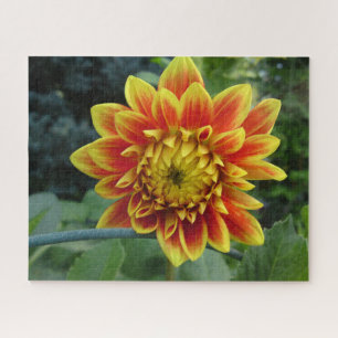 Fireball Dahlia Flower Jigsaw Puzzle