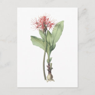 fireball lily(Haemanthus multiflorus) by Redouté Postcard