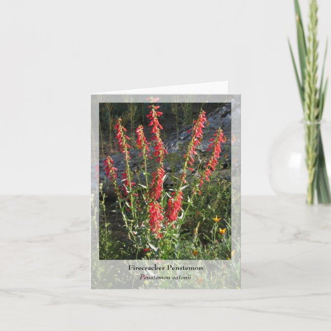 Firecracker Penstemon - Native Notecard (Front)