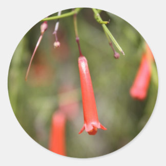 Firecracker Plant Classic Round Sticker