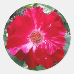 Firecracker Rose ~ Single Bloom Classic Round Sticker