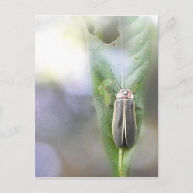 Firefly - Photuris Pyralis Postcard (Front)