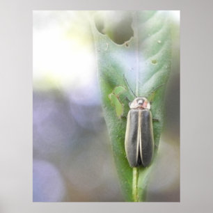 Firefly - Photuris Pyralis Poster