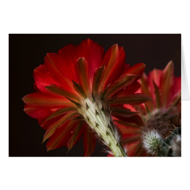 Firelight all around (Front Horizontal)