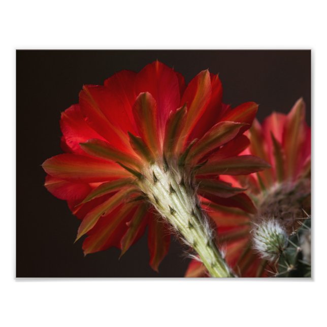 Firelight all around photo print (Front)