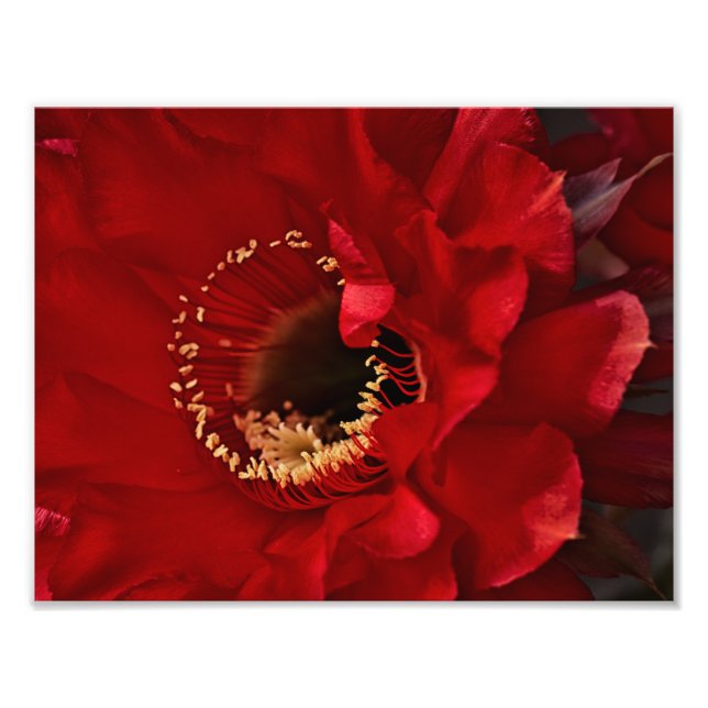 Firelight Cactus flower Photo Print (Front)