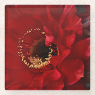 Firelight cactus glass coaster