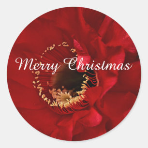 Firelight cactus , Merry Christmas Classic Round Sticker