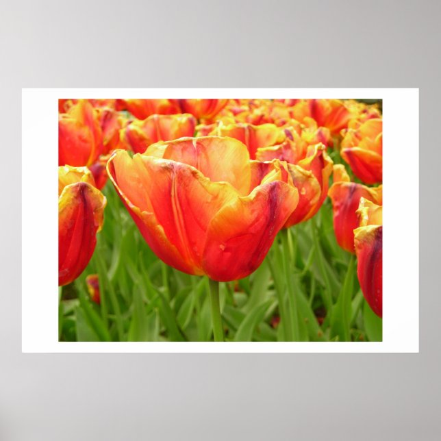 Firelight Tulip print (Front)