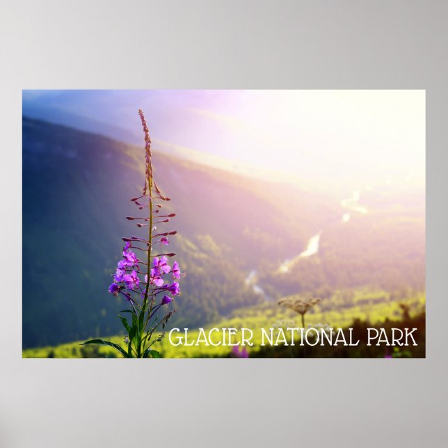Fireweed at Glacier National Park Poster (Front)