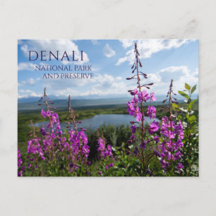 Fireweed Blossoms, Wonder Lake Denali NP, Alaska Postcard