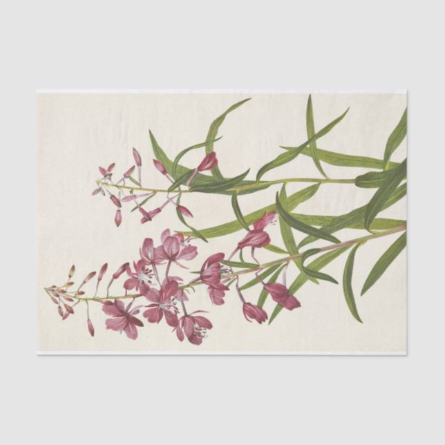 Fireweed by Mary Vaux Walcott Tissue Paper (Front)