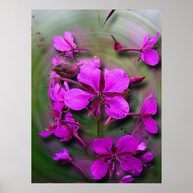 Fireweed in a Hurricane Poster (Front)