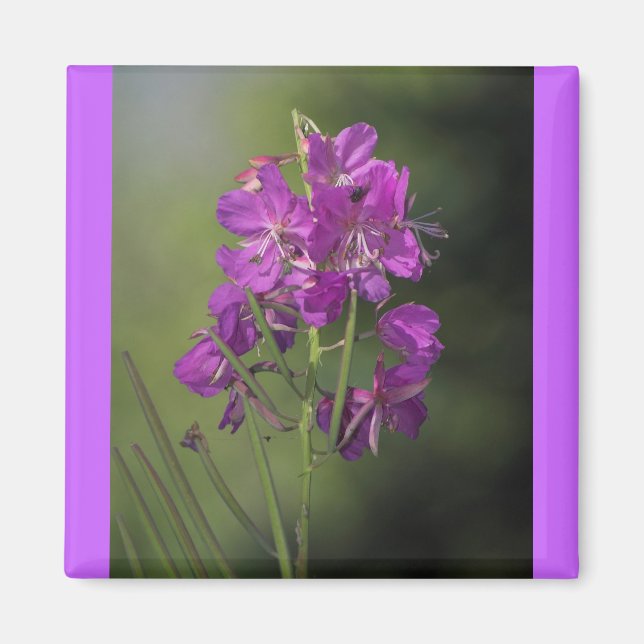 Fireweed Magnet (Front)