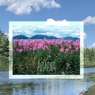 Fireweed on Baker Island, Acadia, National Park Postcard