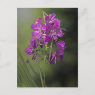 Fireweed Postcard