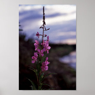Fireweed Poster