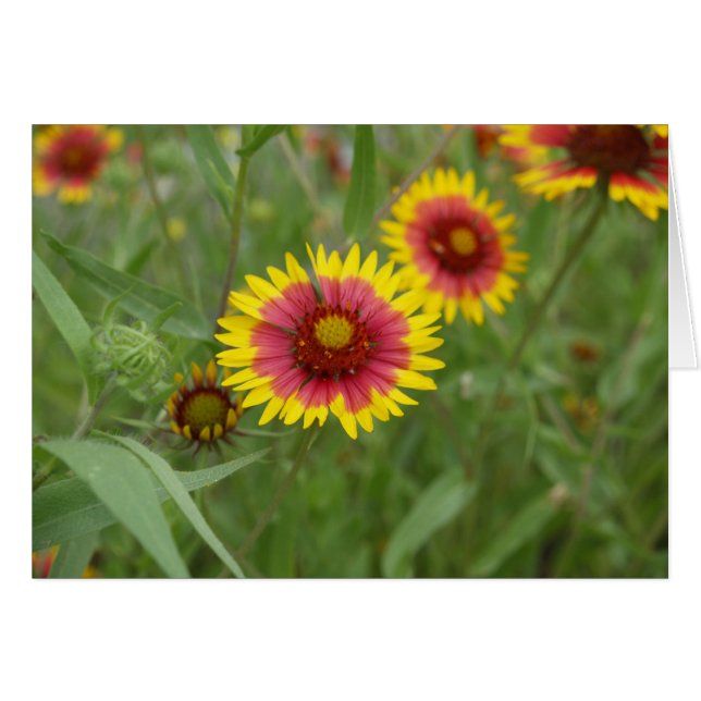 Firewheel (Front Horizontal)