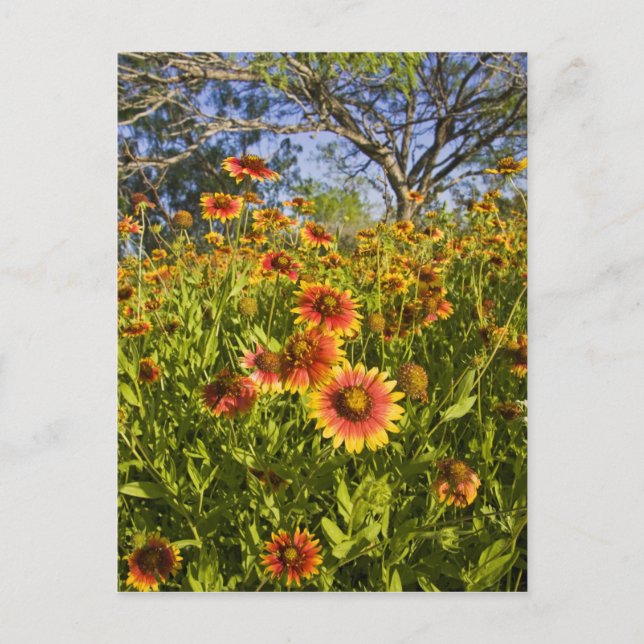 Firewheels Gaillardia pulchella) wildflowers Postcard (Front)