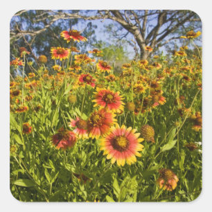 Firewheels Gaillardia pulchella) wildflowers Square Sticker