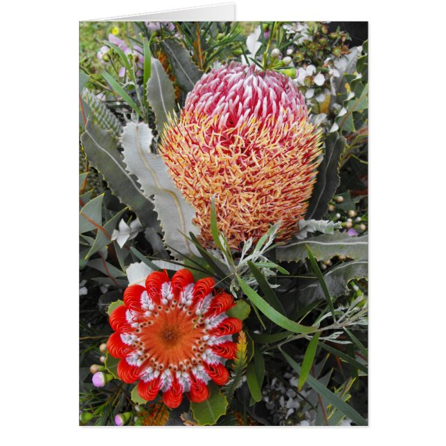Firewood and Scarlet Banksia (Front)