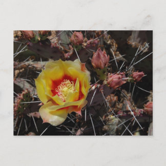 First Blossom Postcard