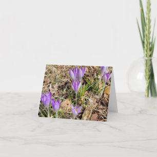 First Crocus of Spring Holiday Card