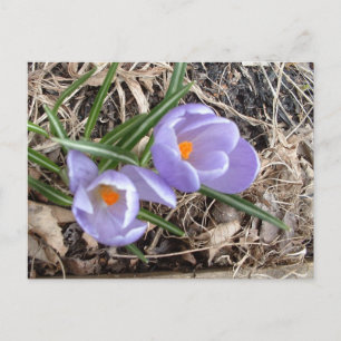 First Crocus! - postcard