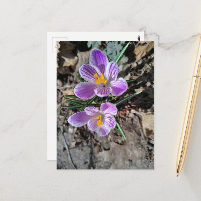 First Flowers of Spring 2026 Purple Crocus  Postcard (Front/Back In Situ)