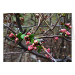 First pink buds