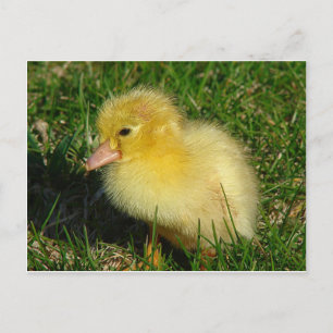 First Scovie of the Season Postcard