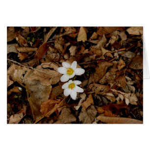 First Sign of Spring