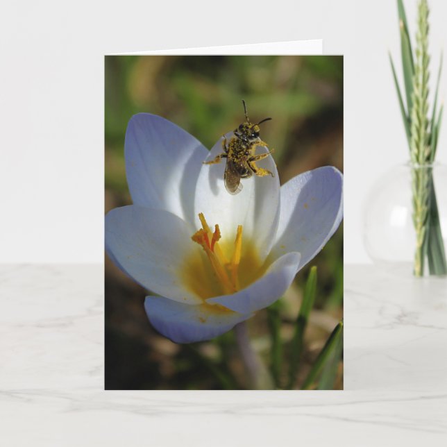 First Signs of Spring Card (Front)