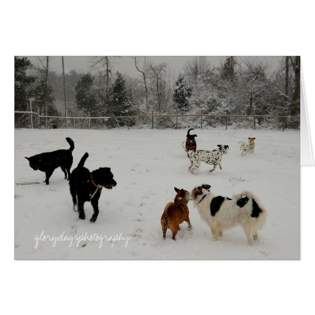 first snow dogs (Front Horizontal)