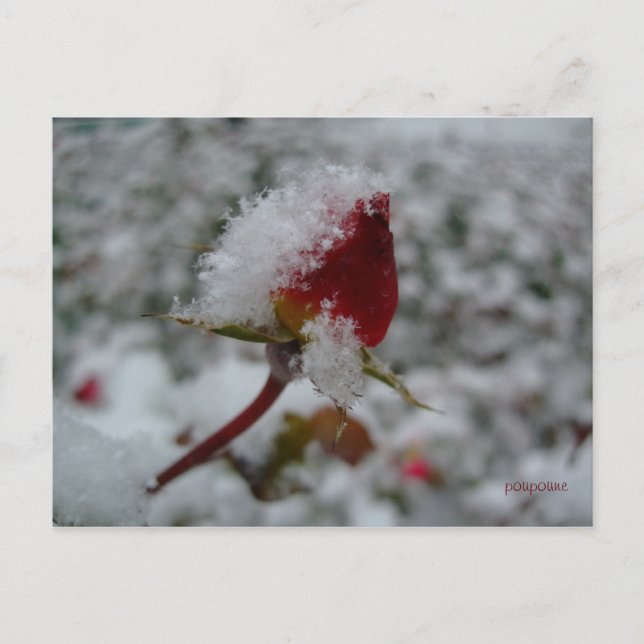 first snow postcard (Front)