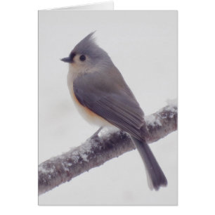 First Snow - Tufted Titmouse Bird